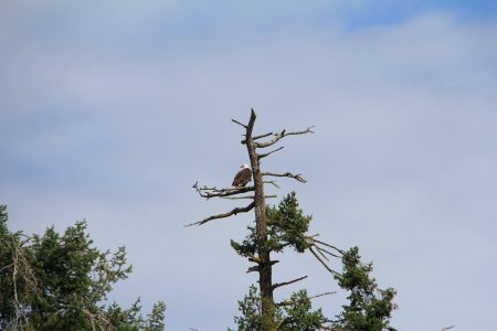 Eagle perched